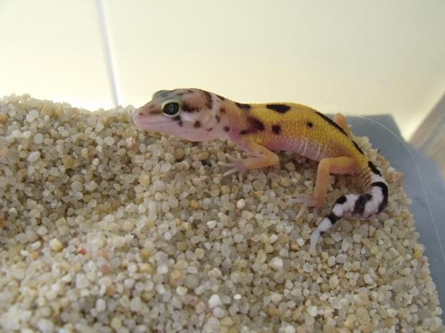 repro 2010 gecko léopard  7640682010_05200029
