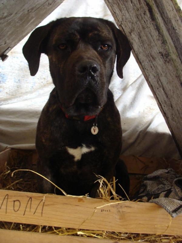 DIEGO - Cane corso mâle - 14 mois - (11) 777771diego3