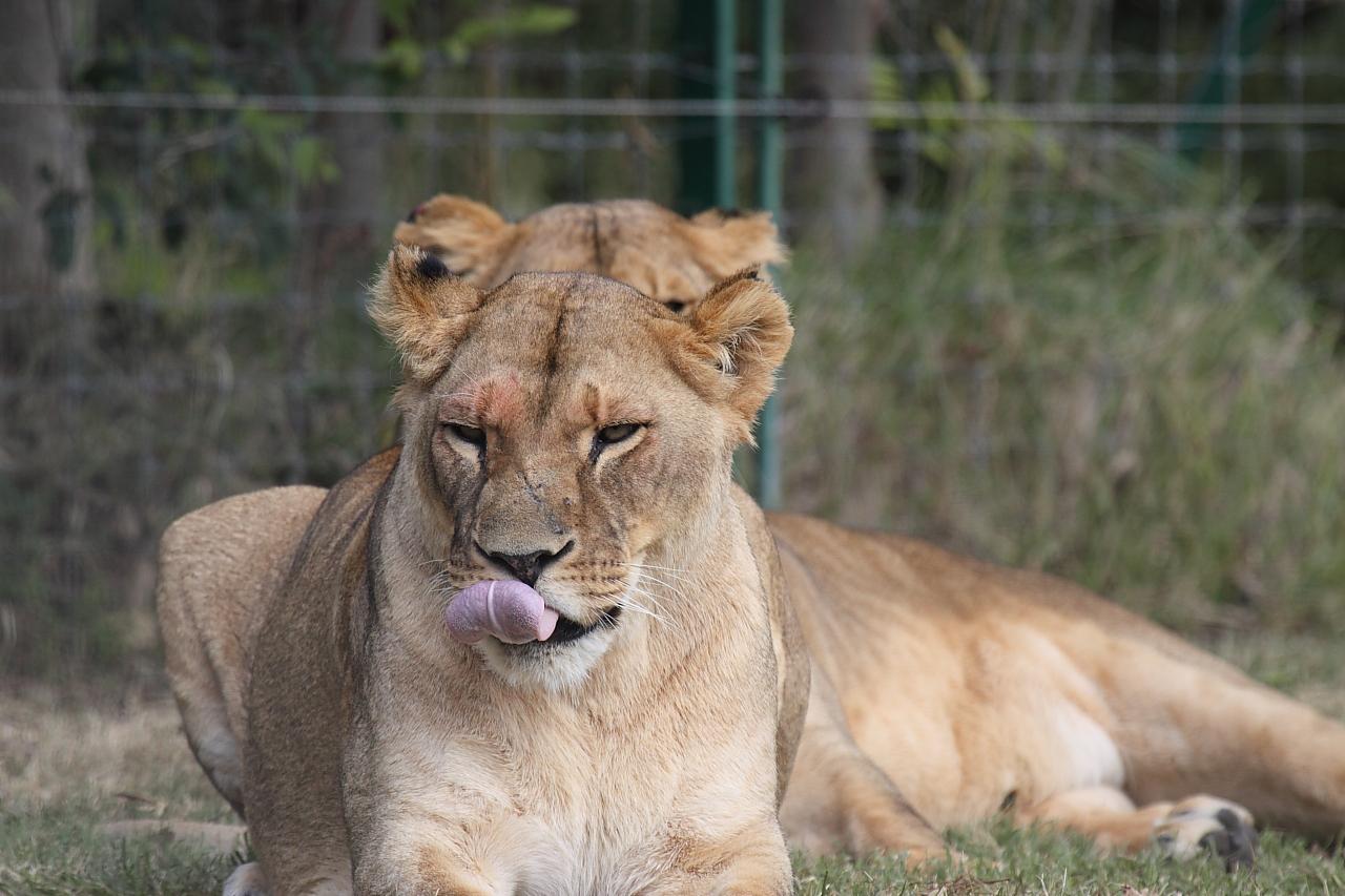 Zoo de La Barben - Page 2 780818IMG_2803_LION_P