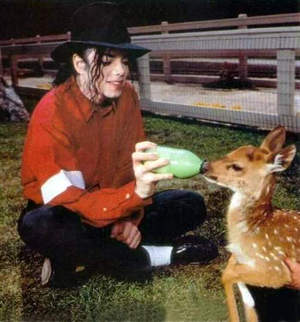 Photos de Michael Jackson avec des animaux (et vidéo de son singe Bubbles) 789093michael_animal2a