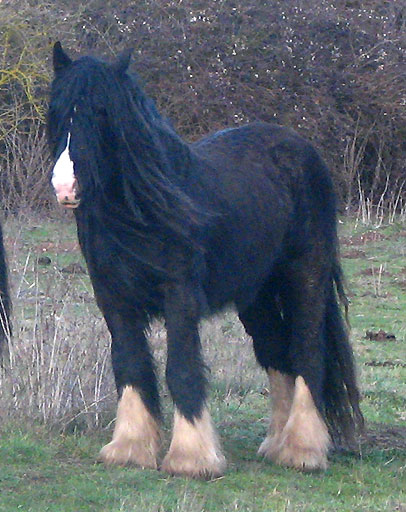 Gypsy Rose - Rose Gypsy, une beauté aux Chevaux de Tan ! 792820IMG_6653