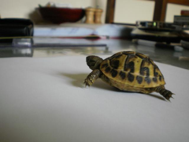 Est ce bien une tortue hermann ? 793199PC290214