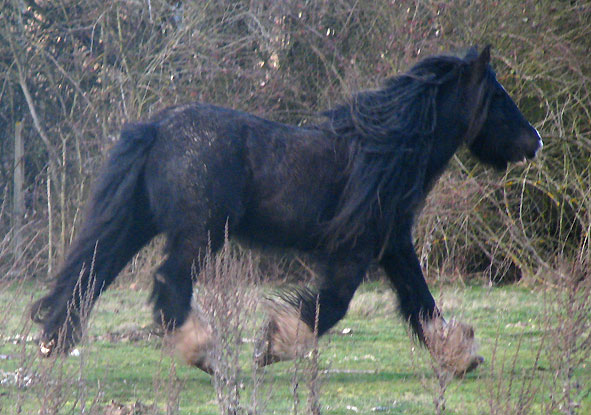 Gypsy Rose - Rose Gypsy, une beauté aux Chevaux de Tan ! 794276IMG_6662