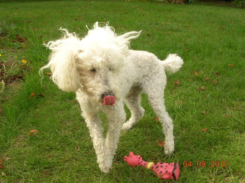 skipy - SKIPY CANICHE BLANC MALE 11 ANS - ADOPTE  804310DSCN7414