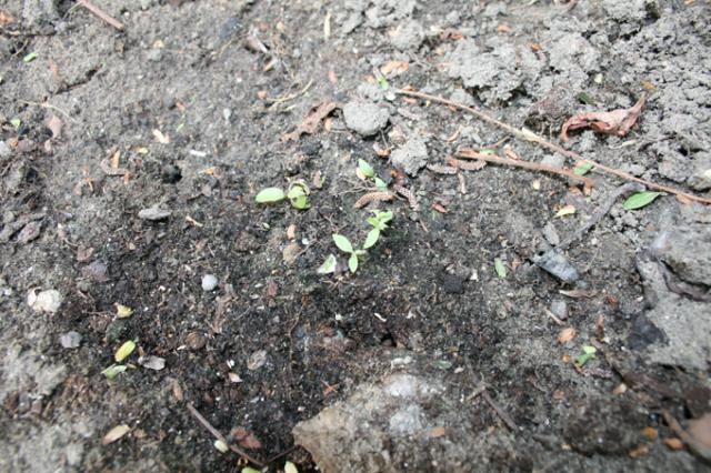 JDC JIMSONWEED (Picardie, Oise) 808189Photo_060510_1