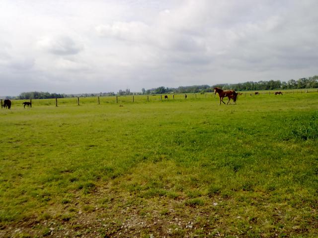 Visite Haras de la Voire à Montiers en Der (52) 80925426052010698