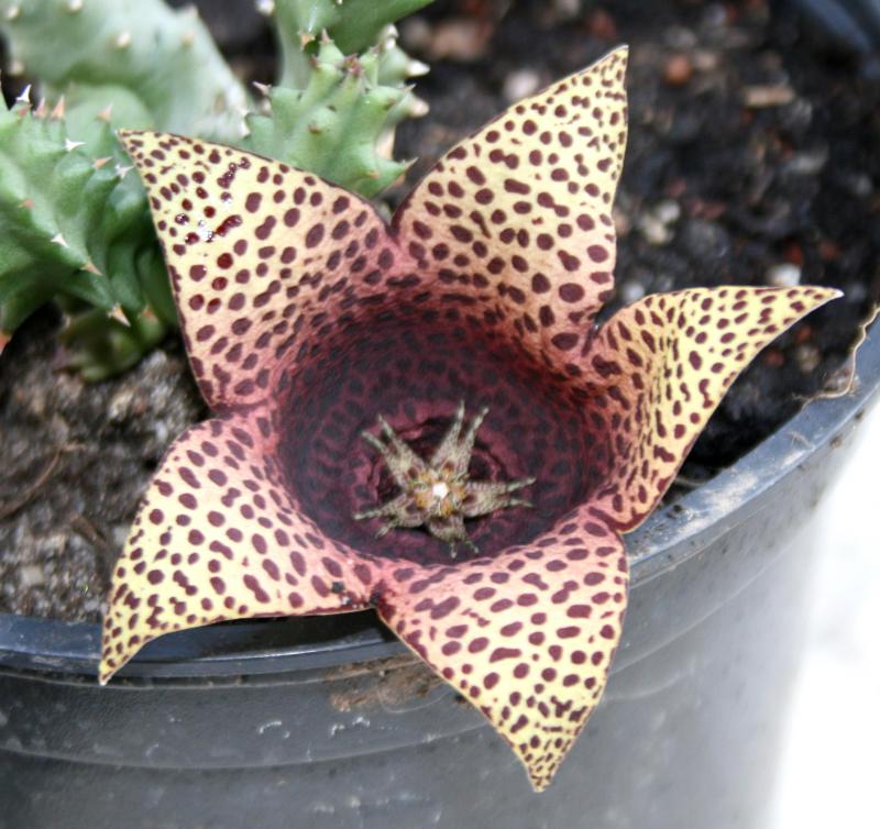 Tavarorbea (Tavaresia barklyi X Orbea variegata) 811157Tavaresia_barklyi_x_orbea_variegata