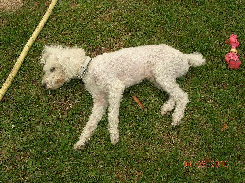 skipy - SKIPY CANICHE BLANC MALE 11 ANS - ADOPTE  813143DSCN7418