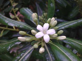 Pittosporum- un vert tendre  et une belle floraison 814369Photo048jpg