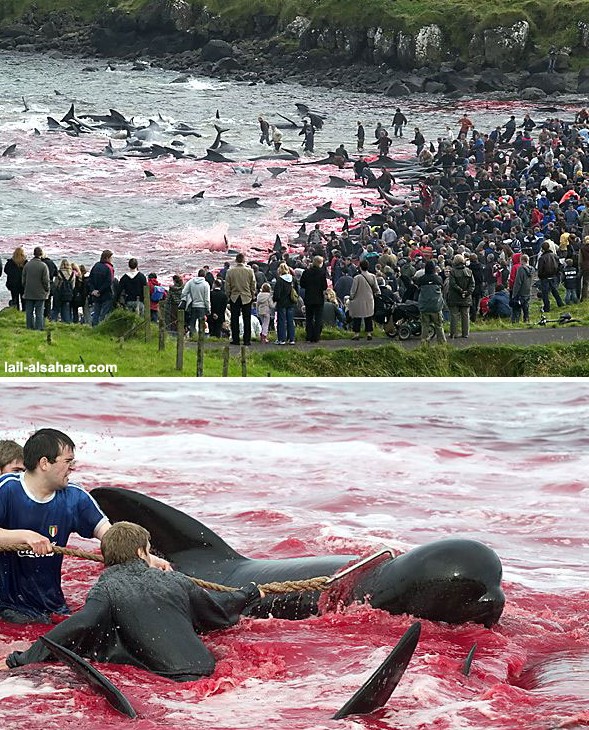 le massacre des dauphins (éloignez les enfants) 815930danemark_6