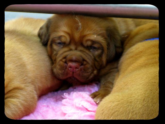 Chili et commodore (dogue de bordeaux) - Page 2 828550IMG_5676