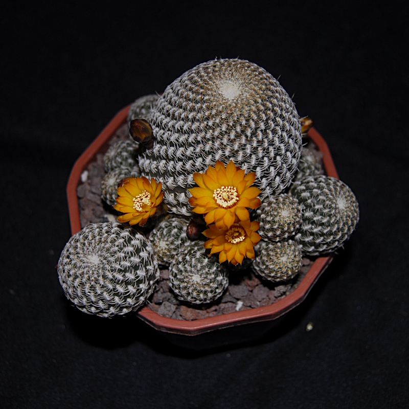 sulcorebutia arenacea 830555_DSC0600