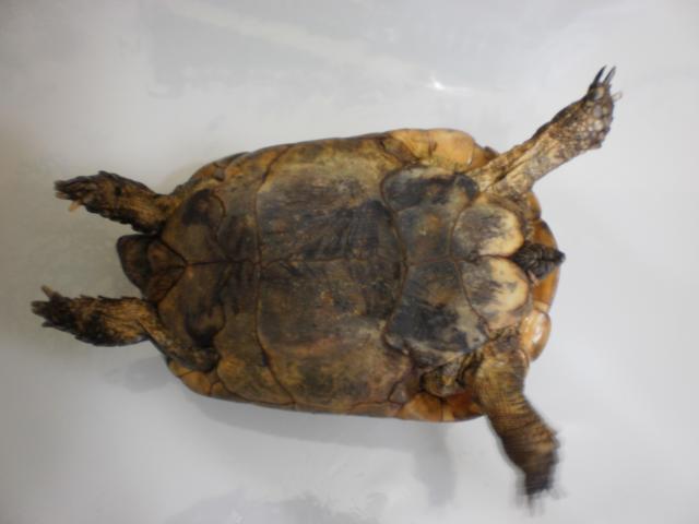 Identification d'une tortue 844939P3260135