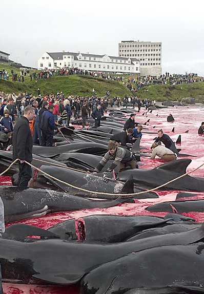 le massacre des dauphins (éloignez les enfants) 848327danemrark_8