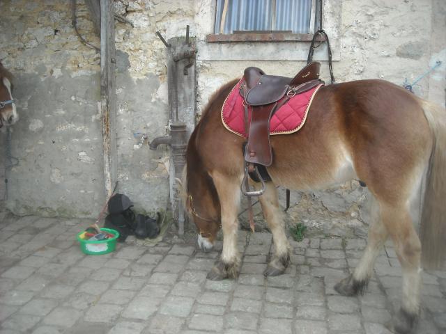 Matt Nath Voilac l'haflinger des Daltons... 853156DSCN9807