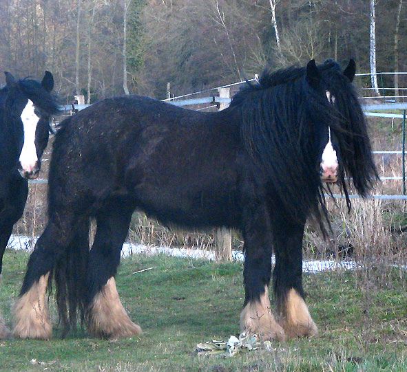 Gypsy Rose - Rose Gypsy, une beauté aux Chevaux de Tan ! 853840IMG_6678