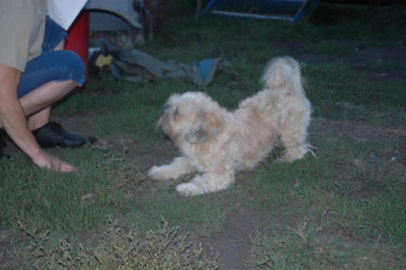 URGENT 9 LHASSA APSO A PLACER LOF AVANT LE 10/09 856233image0088