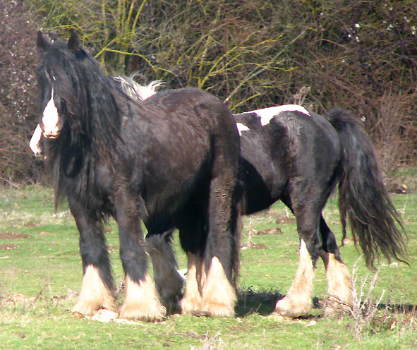 Gypsy Rose - Rose Gypsy, une beauté aux Chevaux de Tan ! 86306IMG_6632