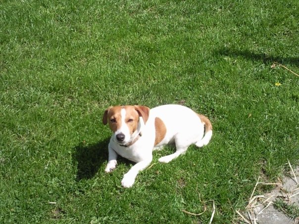 Jack Russel perdu vendredi 25 au Mans 864818CANCUN_1