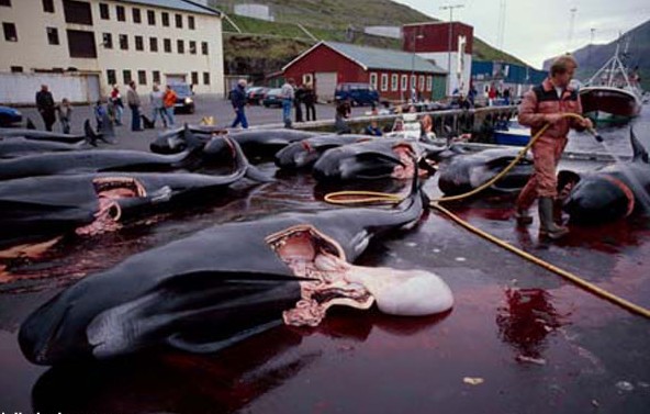 le massacre des dauphins (éloignez les enfants) 869203danemark_5