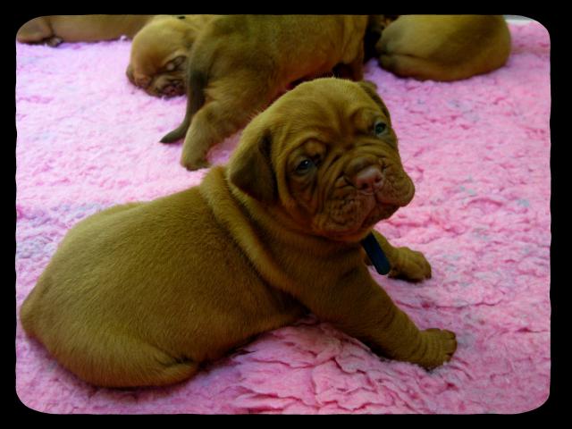 Chili et commodore (dogue de bordeaux) - Page 2 869303IMG_5683