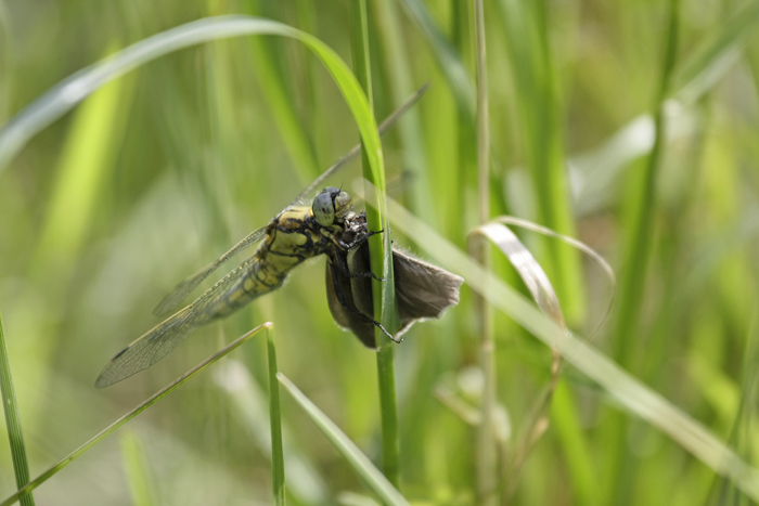 Oxygastra curtisii ? 879791Orthetrum_4