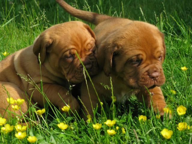 Chili et commodore (dogue de bordeaux) - Page 3 879835IMG_5928