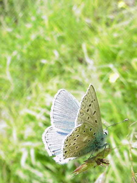 Les papillons 891506MVC_389F_azure_de_la_Bugrane_male_Polyommatus_icarus