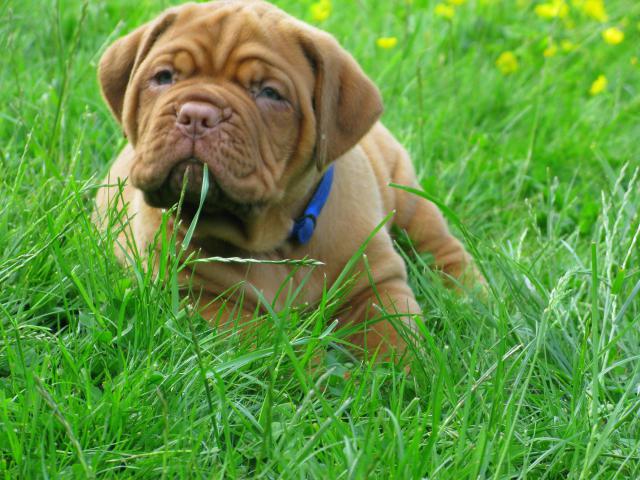 Chili et commodore (dogue de bordeaux) - Page 3 895371IMG_5956