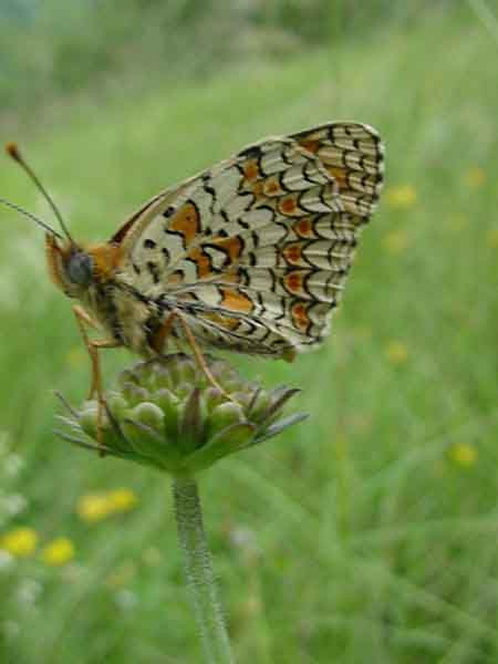 Les papillons 895432MVC_903F_papillon_Melitee_des_Centaurees