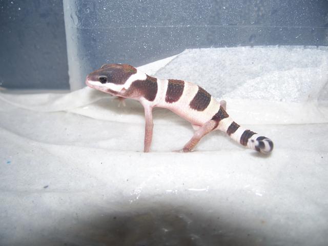 repro 2010 gecko léopard  896812100_2248