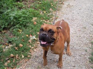 (Adopté)BOXER NON LOF A ADOPTER. Urgent.de l'aide pour un pauvre loulou 900044Photo0255