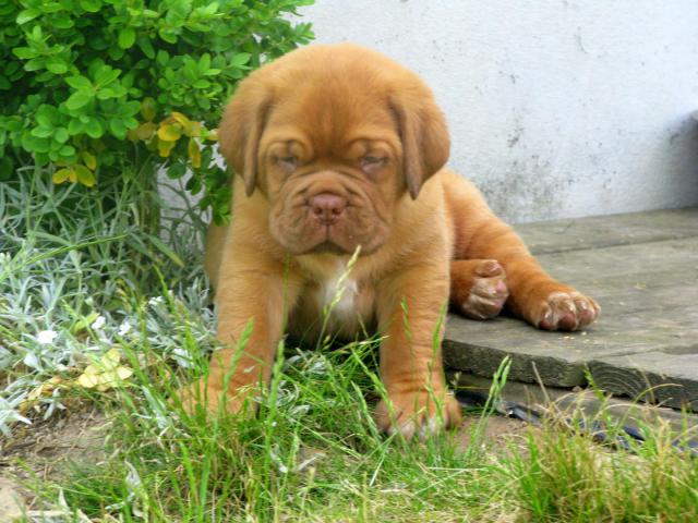 Chili et commodore (dogue de bordeaux) - Page 3 902028IMG_5970