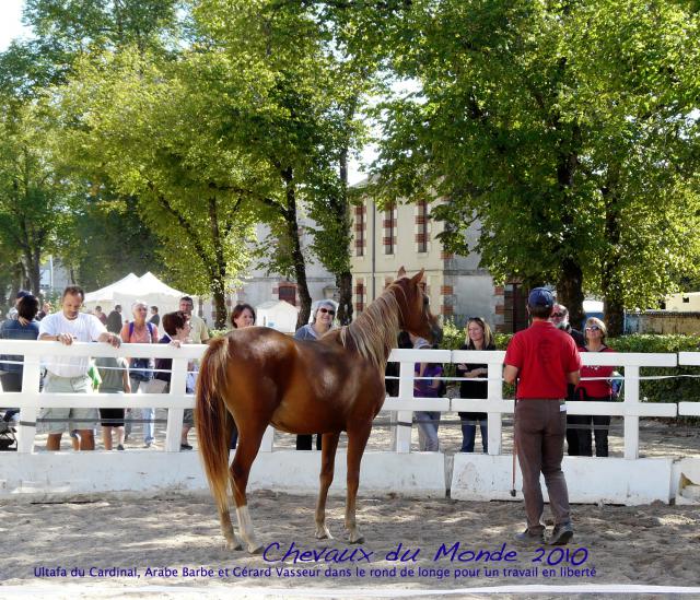 chevaux du monde au haras de la Roche sur yon [85] le 19/09/10 902138C_d_m