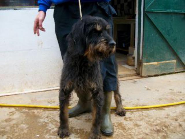 Marley. Griffon nivernais . 3 ans. + d'1 an de refuge! spa dole (39) 906881crbst_import18