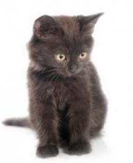 Les chats - Page 3 909797petit_chaton_noir_mignon_adopter