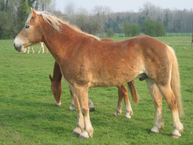 Matt Nath Voilac l'haflinger des Daltons... 913460IMG_0263_1_