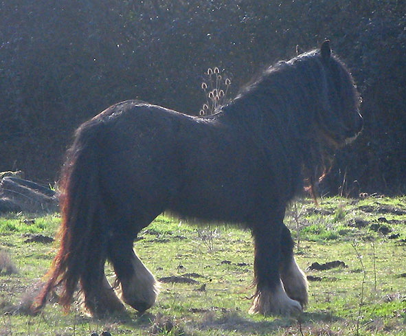 Gypsy Rose - Rose Gypsy, une beauté aux Chevaux de Tan ! 91830IMG_6612