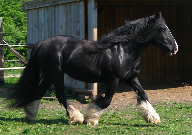 Rose Gypsy, une beauté aux Chevaux de Tan ! 921737IMG9496