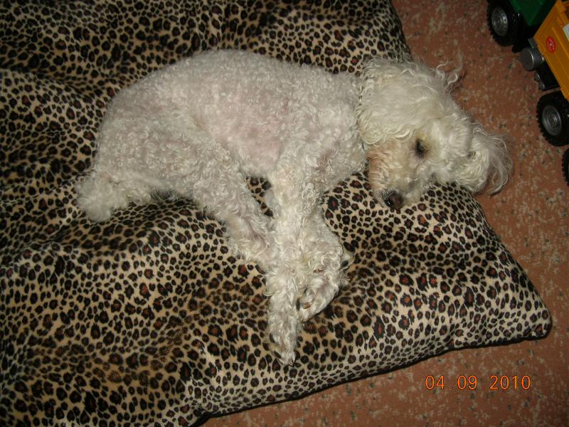 SKIPY CANICHE BLANC MALE 11 ANS - ADOPTE  927081DSCN7405