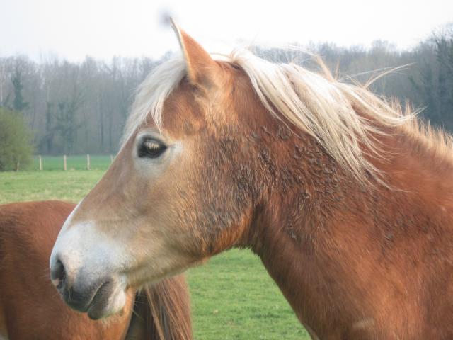 Matt Nath Voilac l'haflinger des Daltons... 931586IMG_0267_1_