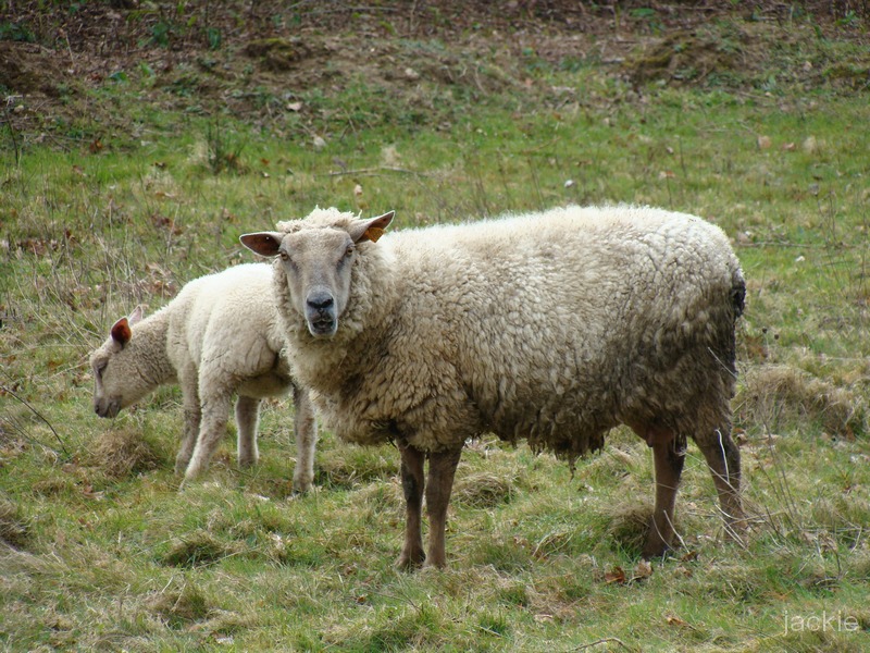 photos de juin 933634moutons