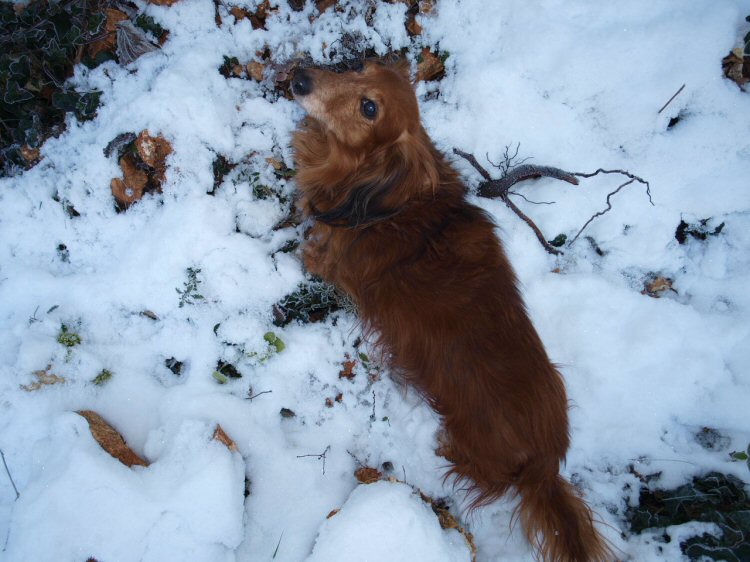 Mon jardin sous la neige ce 21 janvier 2011 93591521