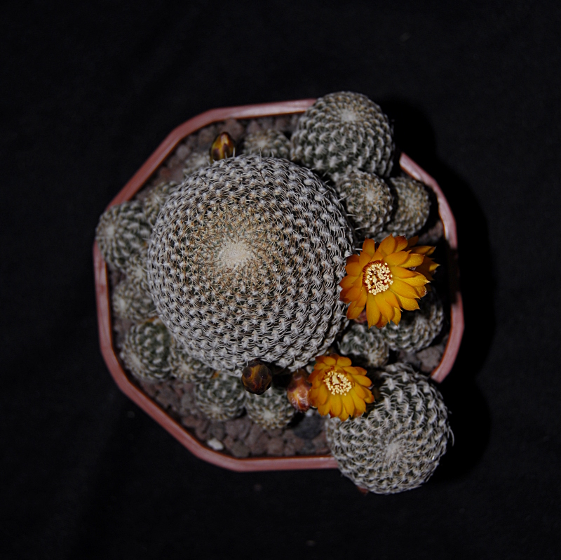 sulcorebutia arenacea 938426_DSC0601