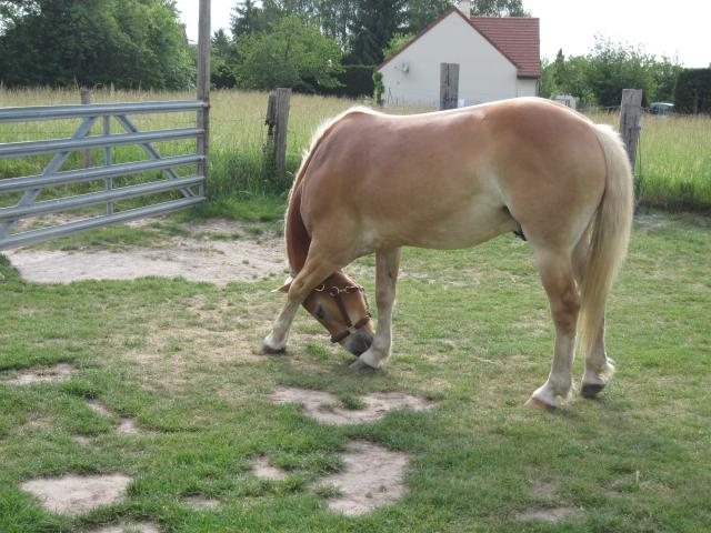 Matt Nath Voilac l'haflinger des Daltons... 944363IMG_3144