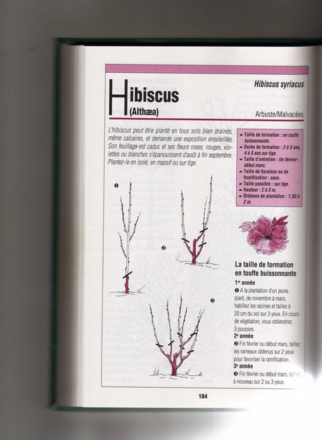 Taille de l'hibiscus syriacus 945333hib1