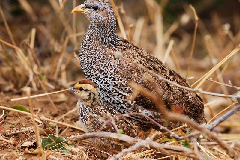 Francolin du Natal 961824Natal_francolin