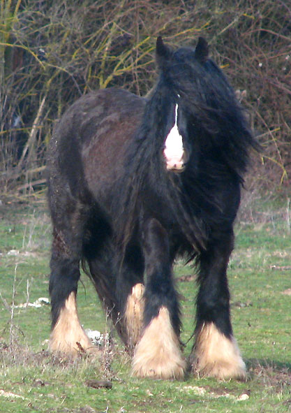 Rose Gypsy, une beauté aux Chevaux de Tan ! 970447IMG_6631