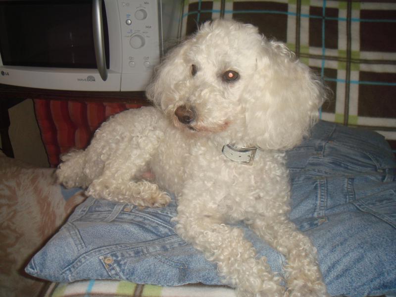 SKIPY CANICHE BLANC MALE 11 ANS - ADOPTE  975262DSC04383