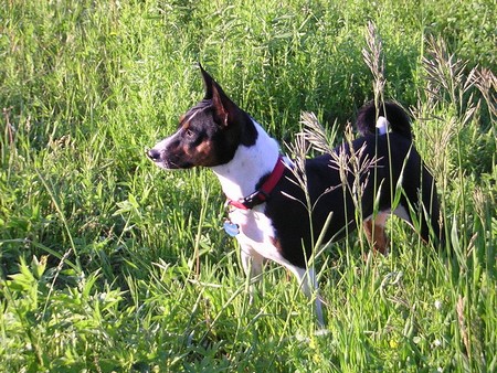 Fiche race - Basenji 979703chienbassnegi